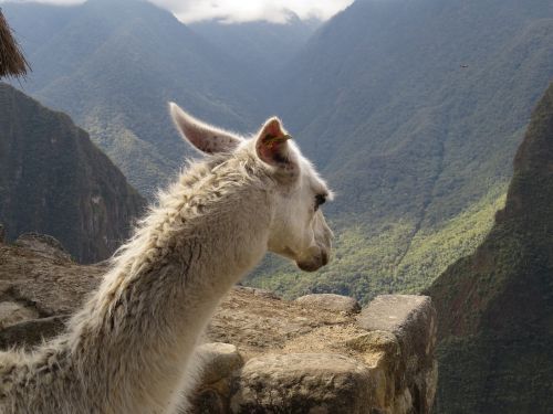 Lama, Maču Pikču, Peru, Wink