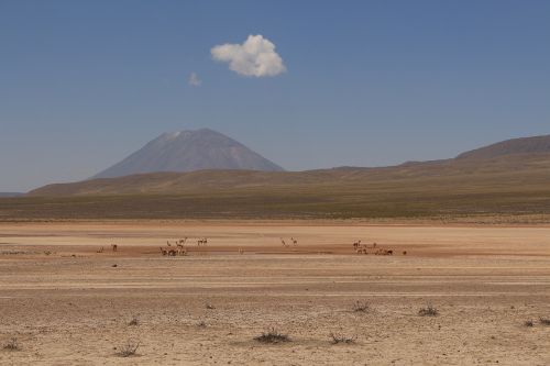 Lama, Kalnai, Dykuma, Kraštovaizdis, Debesis, Pietų Amerika, Bolivija