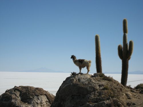 Lama, Salar De Uyuni, Bolivija