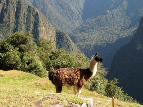 Lama, Alpaka, Gyvūnas, Maču Pikču, Peru
