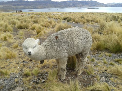 Lama, Andes, Peru