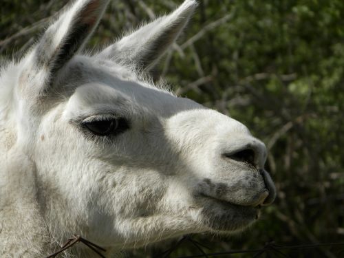 Lama, Balta, Zoologijos Sodas
