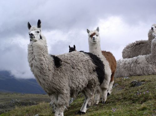 Lama, Ecuador, Cotopaxi, Gamtos Nacionalinis Parkas, Aukštis, Andes