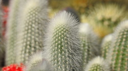 Kaktusas, Landesgartenschau Landau, Plaukai, Dygliuotas, Paskatinti