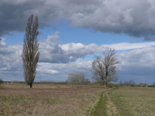 Kraštovaizdis,  Gamta Paprasta,  Medis,  Dangus