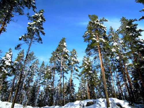 Kraštovaizdis, Suomių, Dangus, Miškas, Gamta, Šaltis, Žiema, Šaltas, Sniegas, Milieu, Huuretta Medžiai, Panorama