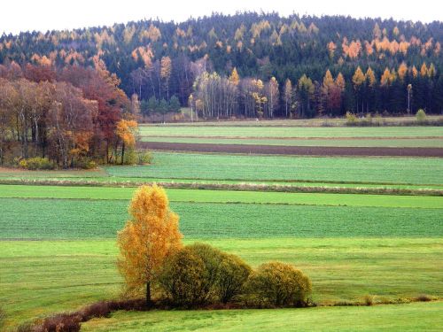 Kraštovaizdis, Herbstimpressija, Neualbenreuth, Bavarijos Miškas