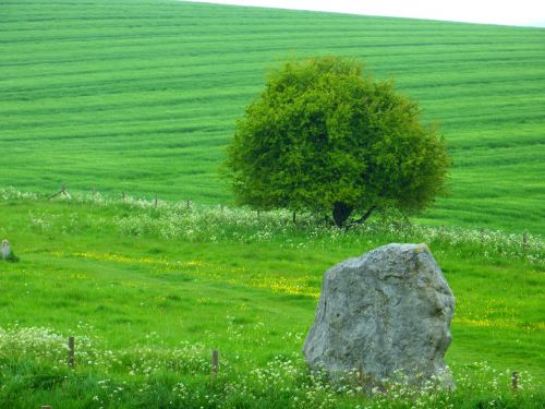 Kraštovaizdis, Medis, Akmuo, Žalias, Pieva, Laukas