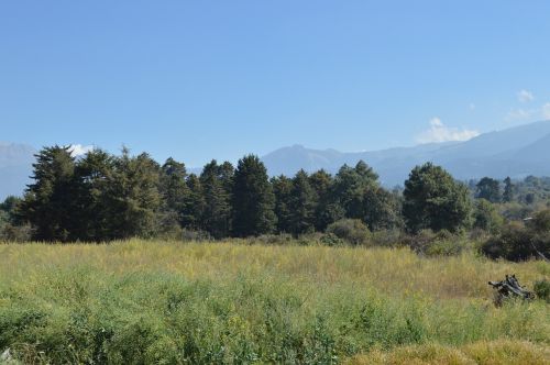 Kraštovaizdis, Medžiai, Gamta, Pirėnai, Medis