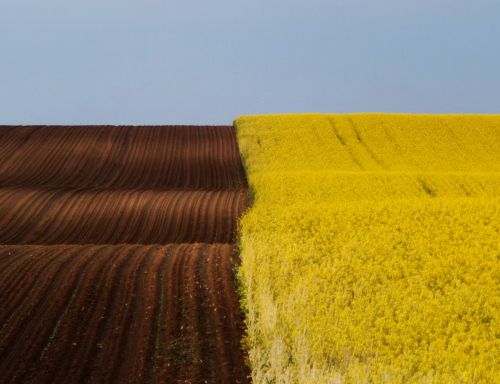 Kraštovaizdis, Pavasaris, Ruda Geltona, Išžaginimas