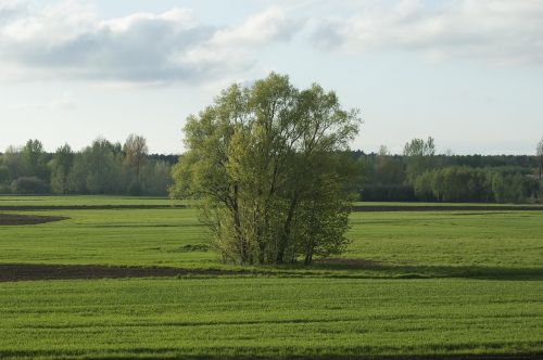 Kraštovaizdis, Vienas Medis, Žalias, Gamta, Žolė, Vasara, Pavasaris