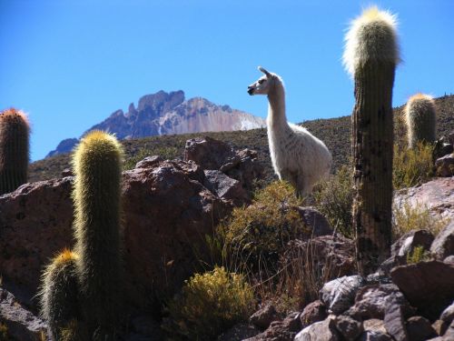 Liepsna, Bolivija, Kaktusas, Kalnas, Kraštovaizdis, Gyvūnas, Ilgas Kaklas