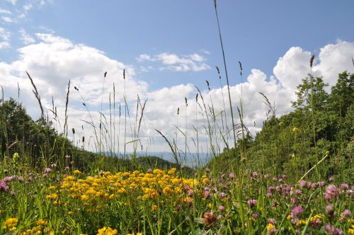 Kraštovaizdis, Valmarecchia, Dangus, Geltona, Gėlės