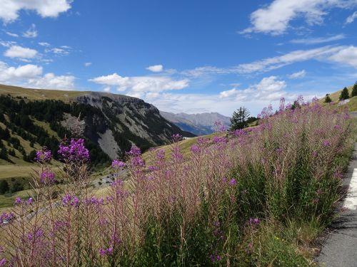 Kraštovaizdis, Kalnas, Gėlė, Gamta, Alpės, France