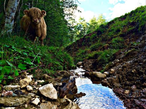 Kraštovaizdis, Ragai, Marškiniai, Galvijai, Škotiškas Hochlandrindas, Veršelis, Miškas, Gamta, Medžiai, Gyvūnas, Karvės, Karvė