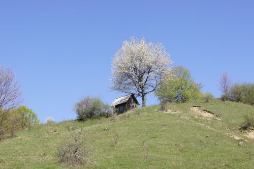 Kraštovaizdis, Kalnas, Medis, Žydėti, Žiedas, Žydėti, Namelis, Romanija