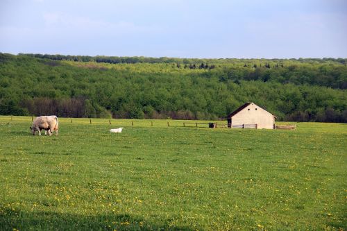 Kraštovaizdis, Gyvūnas, Ganykla, Teutoburgo Miškas, Namai, Pieva, Žalias