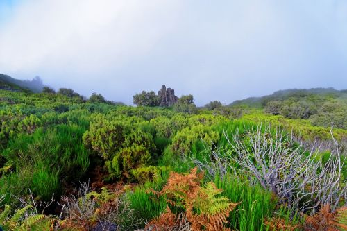 Kraštovaizdis, Madeira, Highlands, Gamta, Laukiniai, Žalias, Mistinis, Kalvotas, Portugal