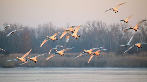 Kraštovaizdis, Rūkas, Paukščiai, Gulbės, Skrydis, Skristi, Žiema, Šaltas