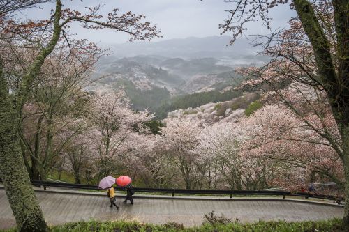 Kraštovaizdis, Japonija, Naros Prefektūra, Yoshino, Laukinės Vyšnios, Pavasaris, Lietus, Skėtis