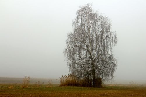 Kraštovaizdis, Pieva, Rūkas, Migla, Medis, Beržas, Ruduo, Žiema, Siluetas, Laukas, Trist, Srutos, Vienatvė, Vienišas