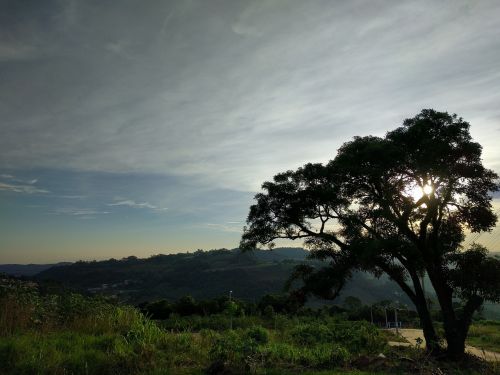 Kraštovaizdis, Dangus, Medis, Šakelės, Brazilija
