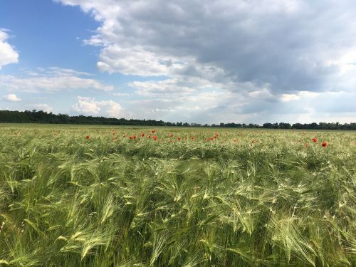 Kraštovaizdis, Žolė, Laukas