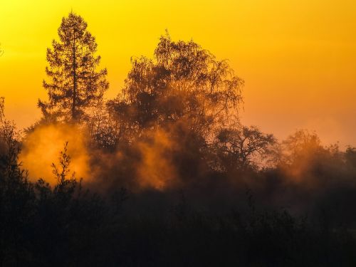 Kraštovaizdis, Rūkas, Medžiai, Twilight, Saulė