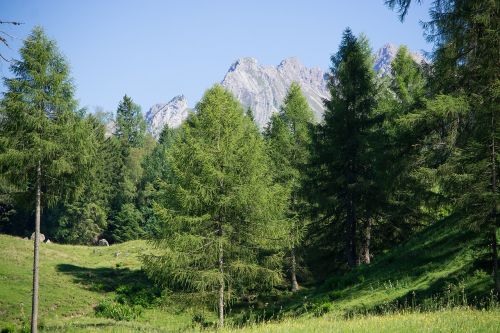 Kraštovaizdis, Gamta, Vasara, Pieva, Alpių Pieva, Medžiai, Spygliuočiai, Kalnų Viršūnės, Dangus, Mėlynas Dangus, Austria