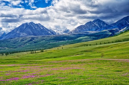 Kraštovaizdis, Mongolija, Rusijos Pasienio Kalnai, Pieva, Gėlės, Faksas Į Šiaurės Vakarų Dalį