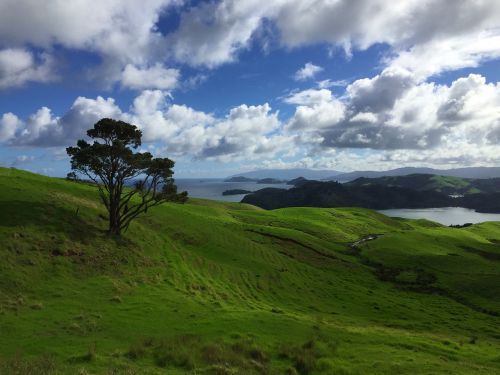 Kraštovaizdis, Gamta, Naujoji Zelandija, Panorama, Žalias, Puikus, Jūra, Vanduo, Laukai, Ramus