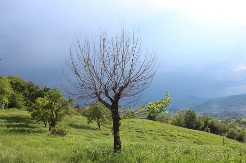 Kraštovaizdis, Medis, Kalnas