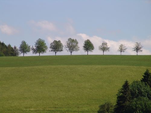 Kraštovaizdis, Medžiai, Pieva