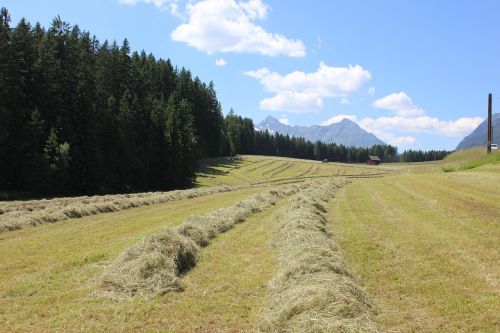 Kraštovaizdis, Gamta, Medis, Žolė, Laukas