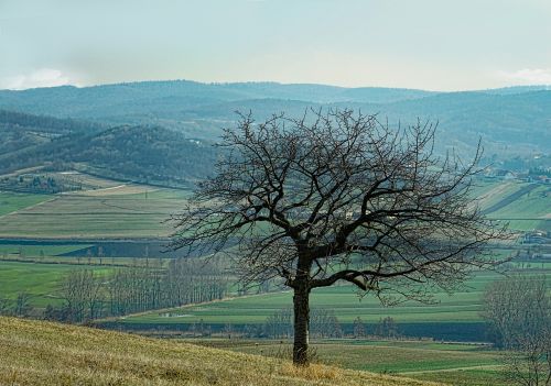 Kraštovaizdis,  Gamta,  Medis,  Dangus,  Panorama,  Kalnas,  Be Honoraro Mokesčio