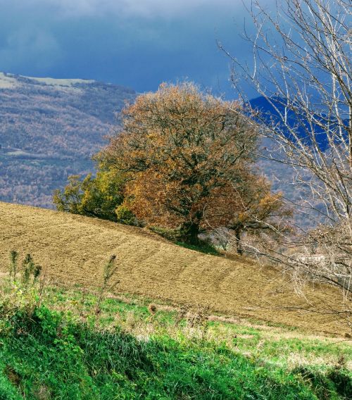 Kraštovaizdis,  Medis,  Gamta,  Dangus,  Be Honoraro Mokesčio