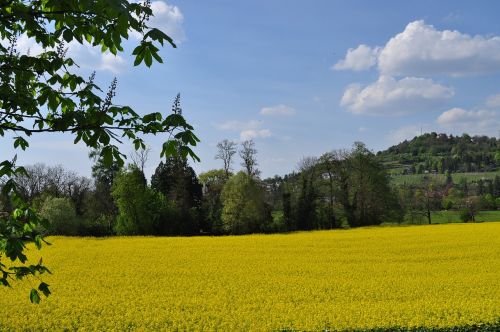 Kraštovaizdis, Geltona, Pavasaris, Gėlė, Žydėti