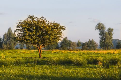 Kraštovaizdis,  Gamta,  Medis,  Panorama,  Žolė,  Laukas,  Žemė,  Dangus,  Kaimas,  Pieva,  Sezonas,  Vasara,  Vasaros Laikas,  Izoliuotas Medis,  Schönwetter,  Oras,  Atsipalaidavimas,  Fonas,  Gėlių,  Šviesus,  Gėlės,  Augalas,  Poilsis,  Spalva,  Be Honoraro Mokesčio