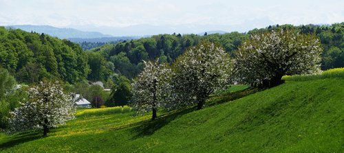 Kraštovaizdis,  Pobūdį,  Pranešė,  Pavasaris,  Medžiai,  Gėlės