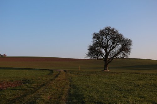 Kraštovaizdis,  Medis,  Pobūdį,  Panorama