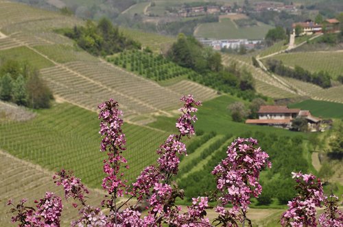 Kraštovaizdis,  Pobūdį,  Lauke,  Gėlė,  Medis,  Pavasaris,  Roero,  Vynuogynas