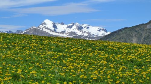 Kraštovaizdis, Kalnas, Gamta, Alpės, Žygiai, Pavasaris, Kalnų Ganyklos, Geltonos Gėlės, Moissière Pass, Hautes Alpes