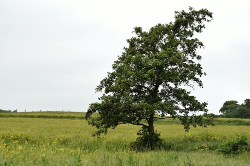 Kraštovaizdis,  Medis,  Pavasaris