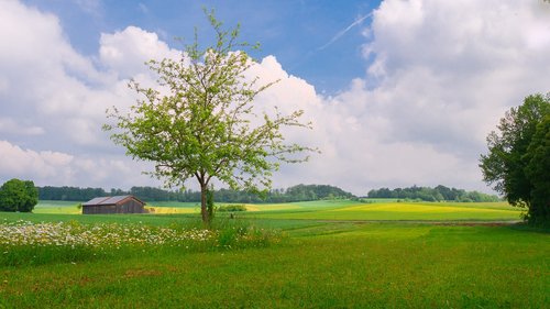 Kraštovaizdis,  Meadow,  Medžiai,  Žalias,  Vasara,  Medis