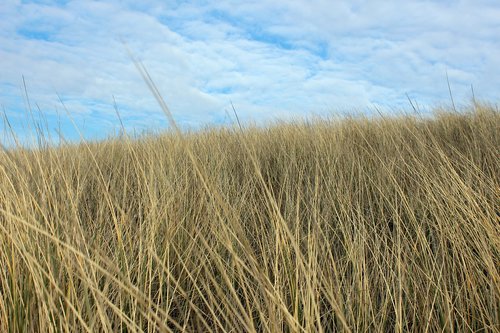 Kraštovaizdis,  Dune,  Šiaurės Jūra,  Kopa Žolė,  Debesys,  Pakrantė