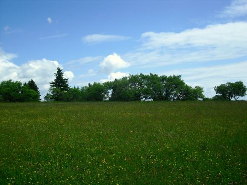 Kraštovaizdis, Gėlių Pieva, Medžiai, Debesys, Debesuotumas, Pieva, Kelyje, Žygiai, Vaikščioti, Gamta, Žalia, Augmenija, Augalas, Žalias, Vasara, Žydėti, Rhön, Hochrhoen