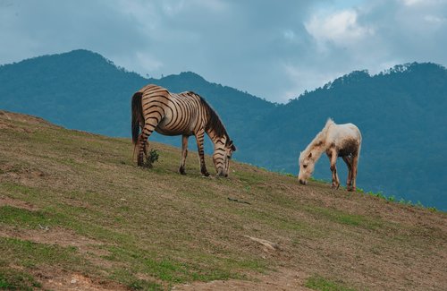 Kraštovaizdis,  Kalnų,  Pobūdį,  Sniegas,  Debesys,  Dangus,  Lauke,  Saulėlydžio,  Žiemos,  Vasara,  Žygiai,  Kalvos,  Alpine,  Vaizdingas,  Meadow,  Dawn,  Sunrise,  Alpės,  Lauko,  Vakare,  Dangus,  Akmenys,  Šveicarija,  Mėlynas