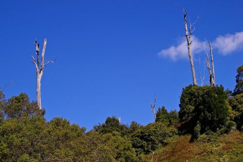 Kraštovaizdis, Medžiai, Mirę Medžiai, Žalias, Australia
