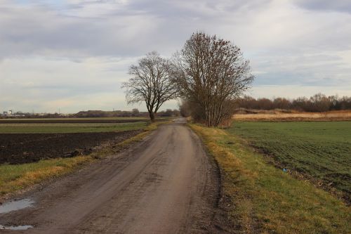 Kraštovaizdis, Medis, Gamta