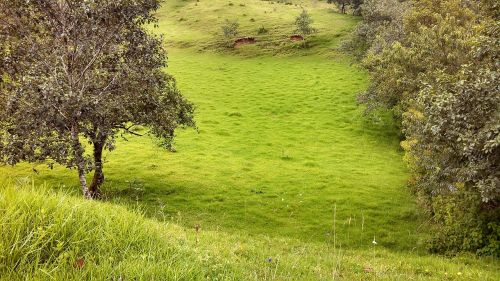 Kraštovaizdis, Medis, Žolė